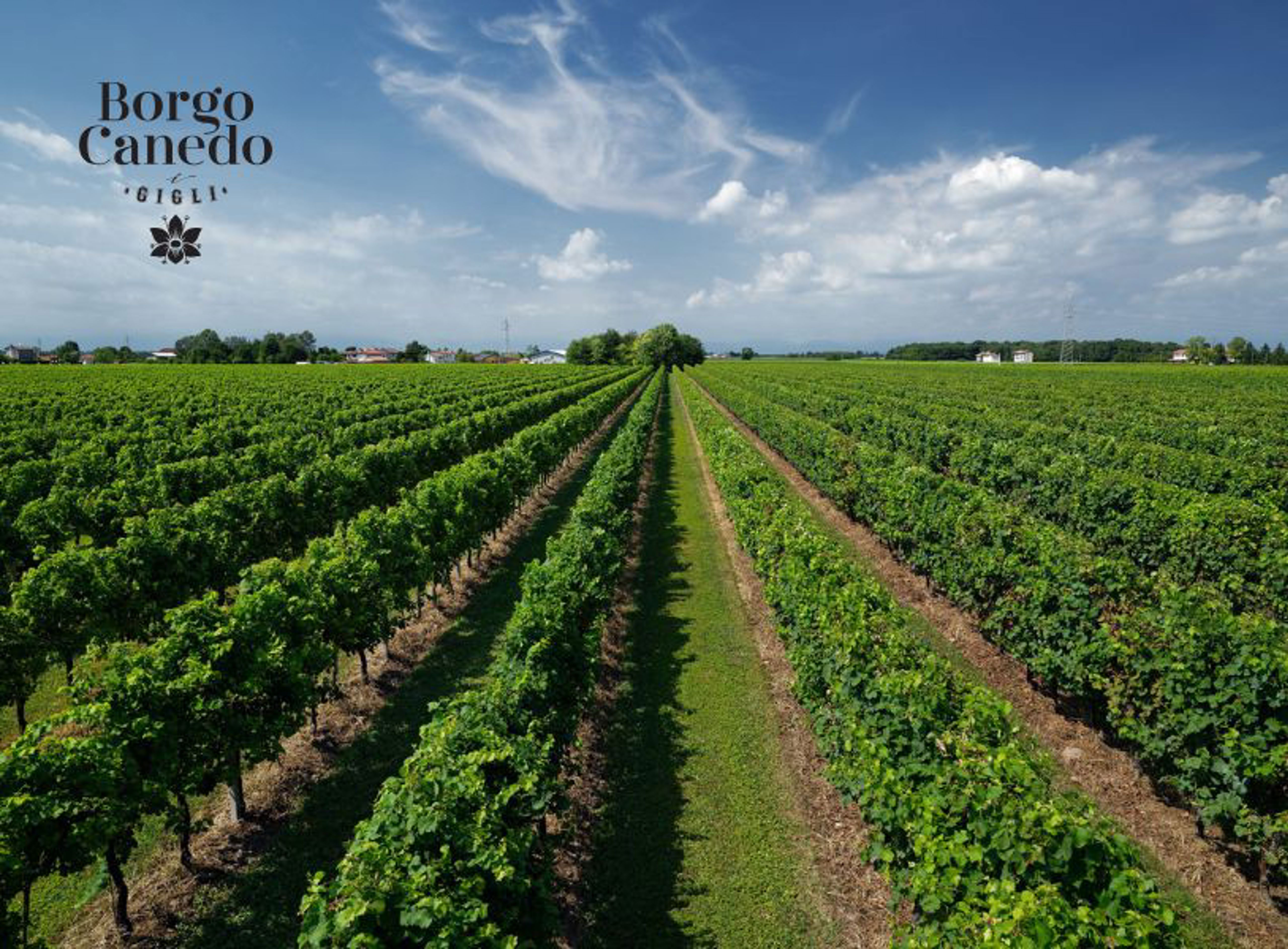 Testo E Immagine Produttore Vino